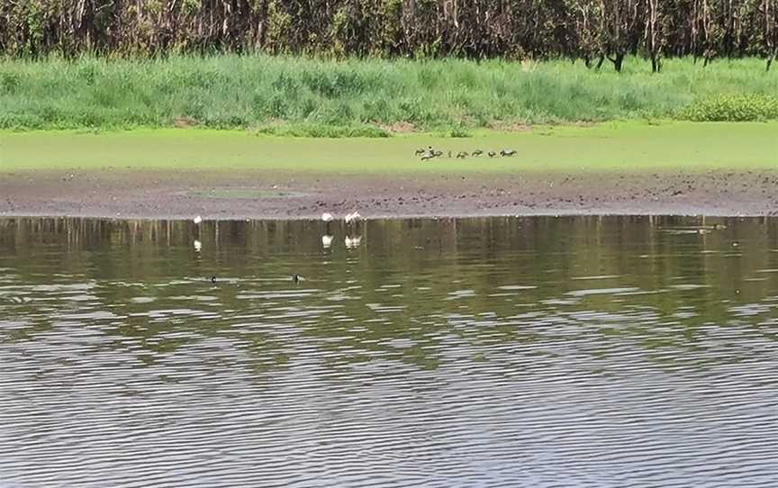 Hasties Swamp National Park, Atherton, QLD