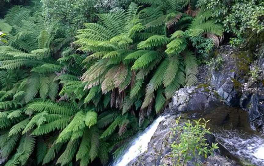 Myrtle Forest, Hobart, TAS