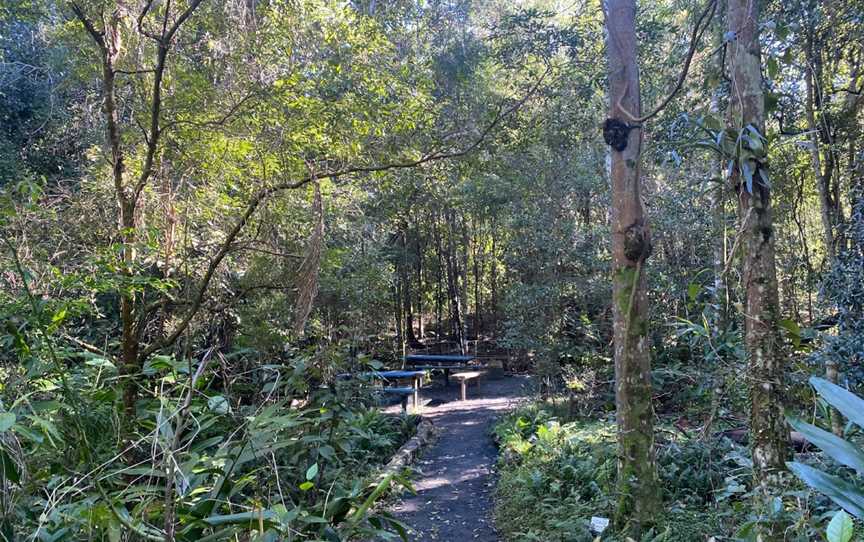 Lismore Rainforest Botanic Gardens, Lismore, NSW