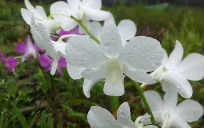 Jenny's Orchid Garden, Howard Springs, NT