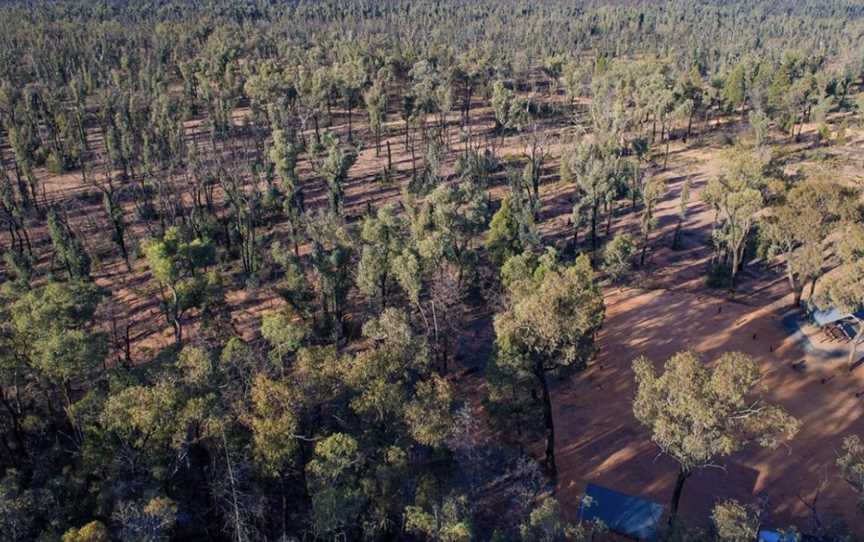 Pilliga National Park, Coonabarabran, NSW