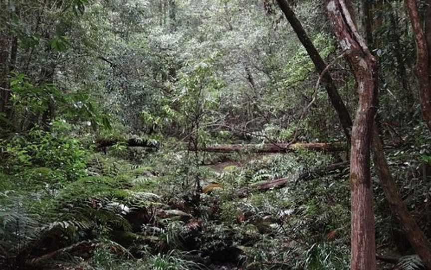 Forest of Tranquility, Ourimbah, NSW