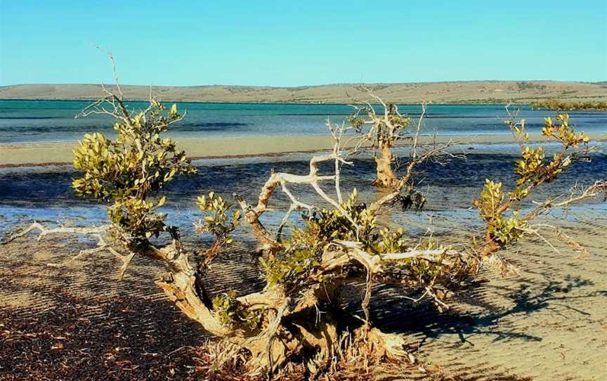 Fitzgerald Bay, Whyalla, SA