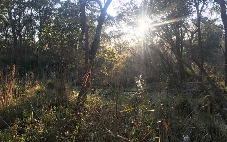 Warriewood Wetlands, Warriewood, NSW