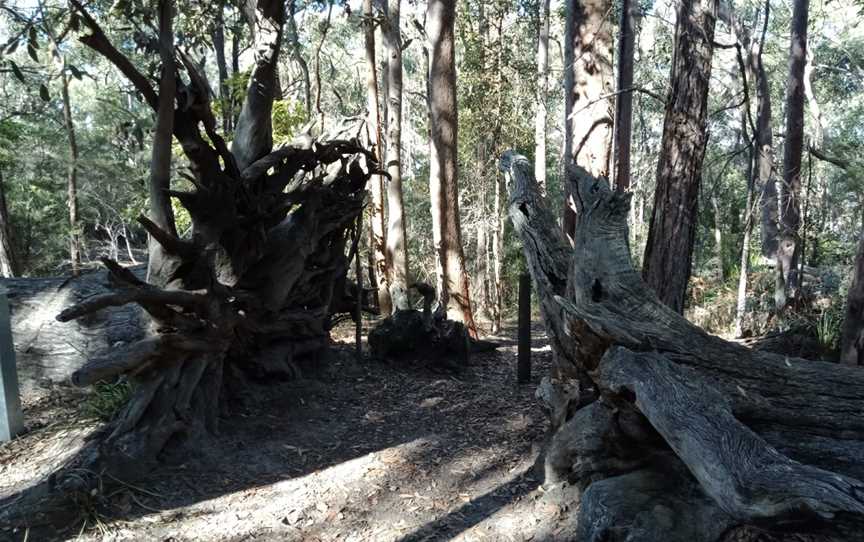 Kincumba Mountain Reserve, Kincumber, NSW