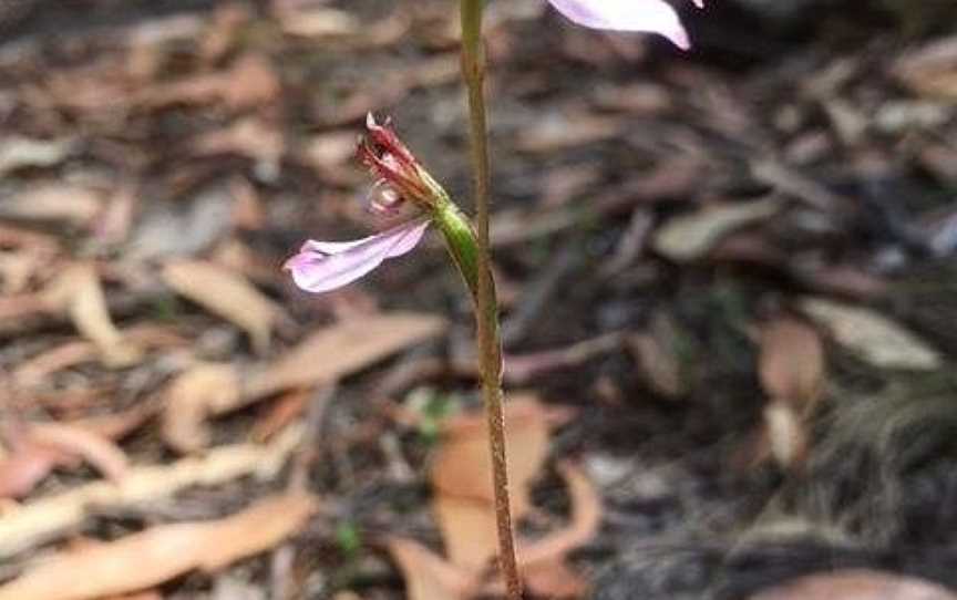 Henry Somerset Orchid Reserve, Latrobe, TAS