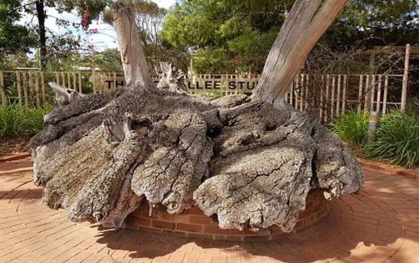 Big Mallee Root Stump, Ouyen, VIC