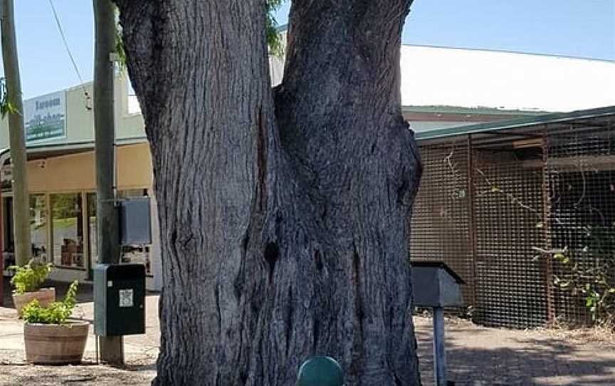 Leichhardt Tree, Taroom, QLD