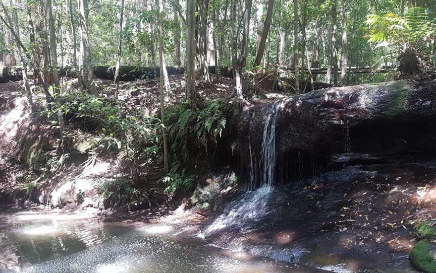 Olney State Forest, Laguna, NSW