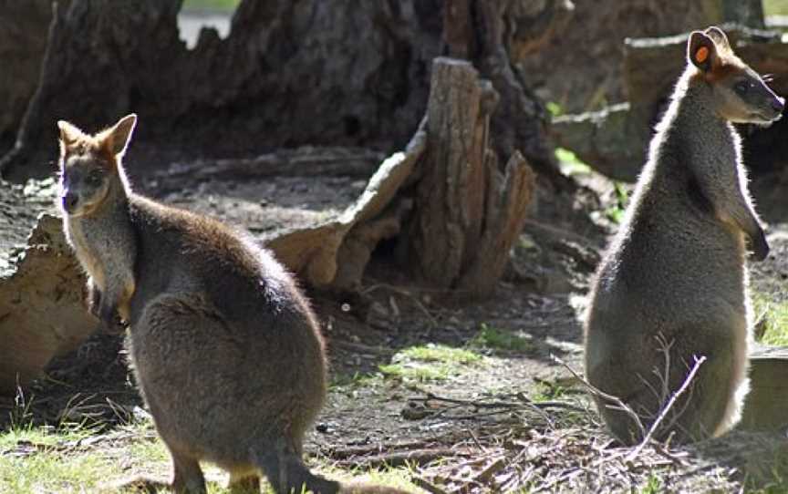 Wirrimbirra Sanctuary, Bargo, NSW