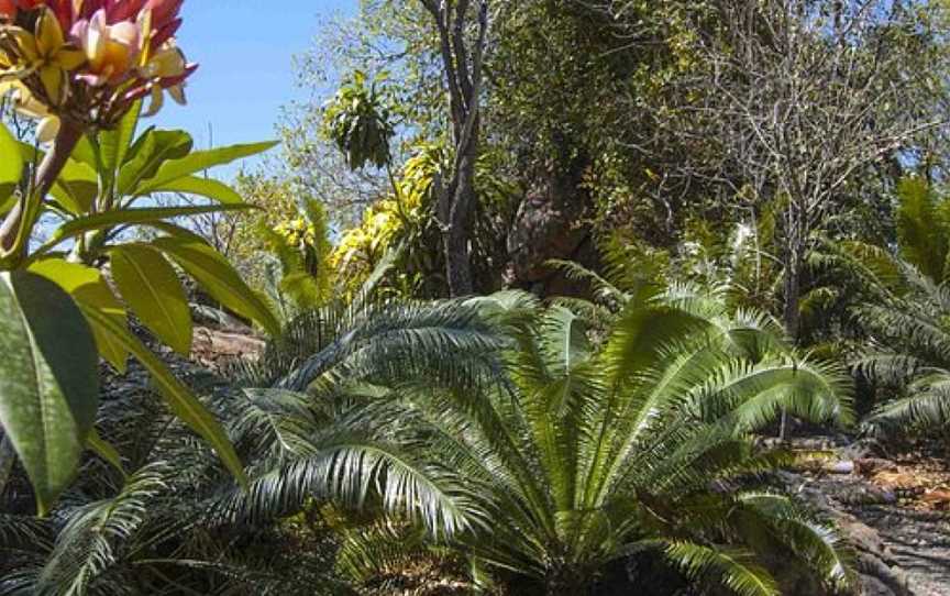 Jurassic Cycad Gardens, Katherine, NT