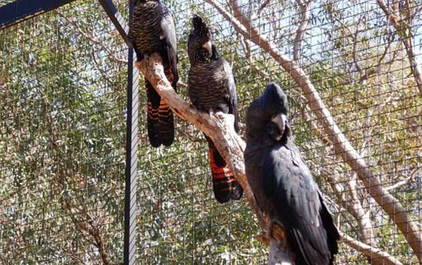 Kaarakin Black Cockatoo Conservation Centre, Martin, WA