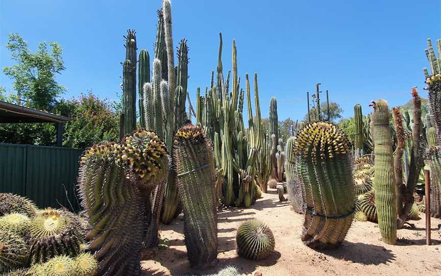 Orana Cactusworld, Gilgandra, NSW