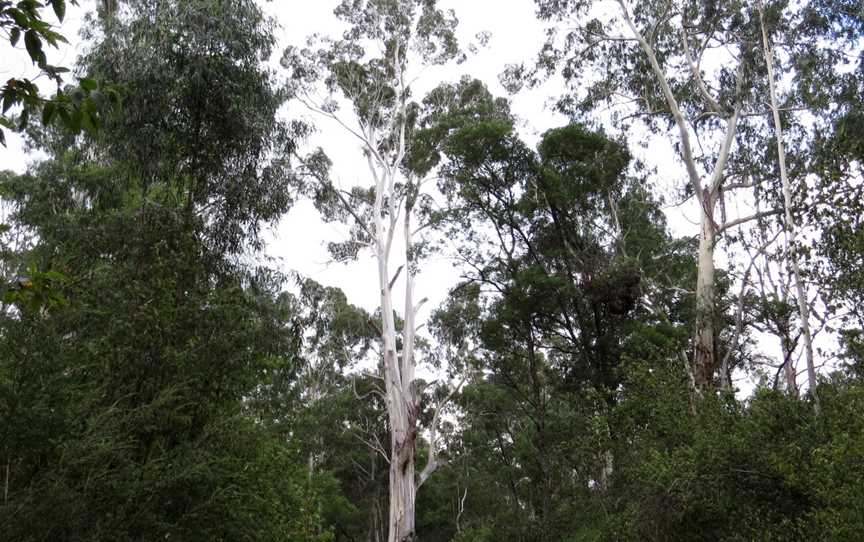 Coopracambra National Park, Wolli Creek, NSW