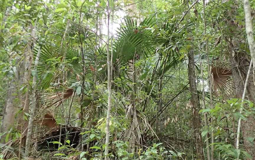 Eudlo Creek National Park, Palmwoods, QLD