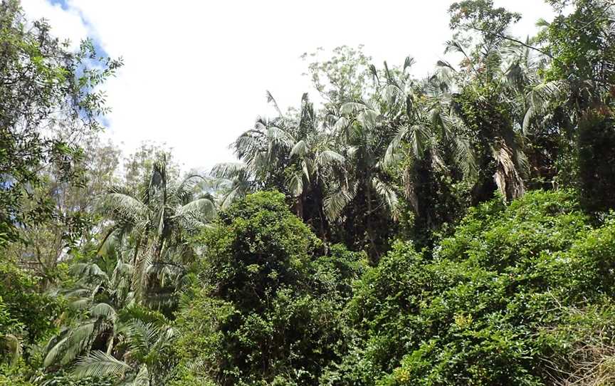 Eudlo Creek National Park, Palmwoods, QLD