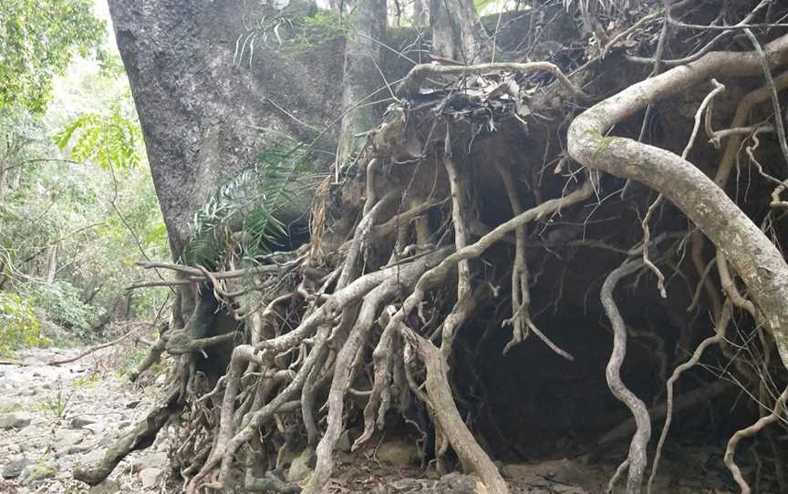 Maleny National Park, Kenilworth, QLD