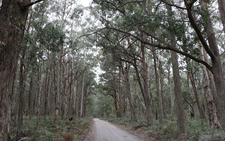 Mares Forest National Park, Oberon, NSW