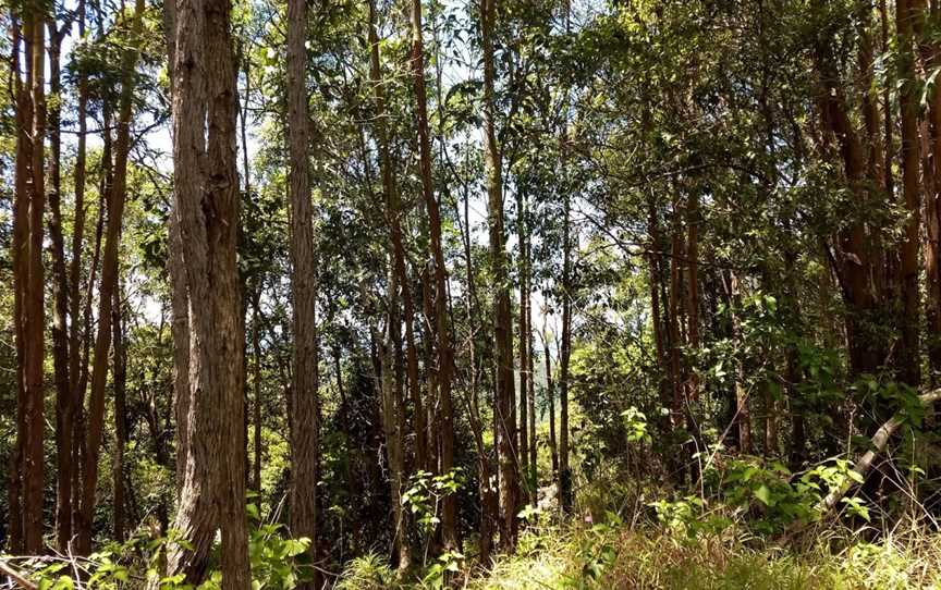 Mooball National Park, Burringbar, NSW