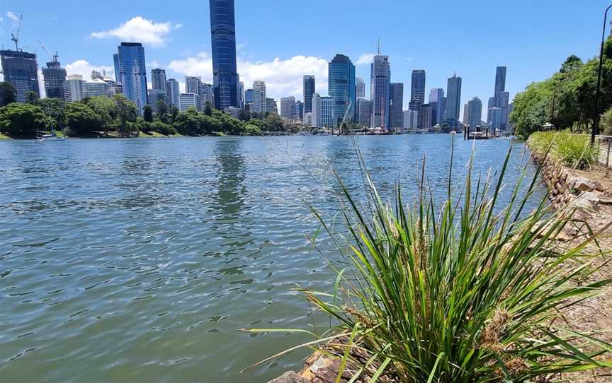 Kangaroo Point Cliffs Park, Kangaroo Point, QLD