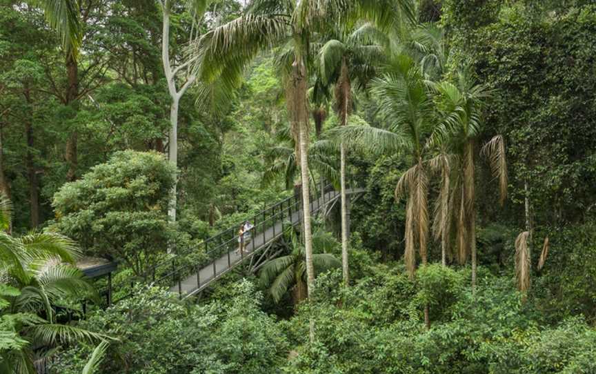 Tamborine Rainforest Skywalk, Tamborine Mountain, QLD