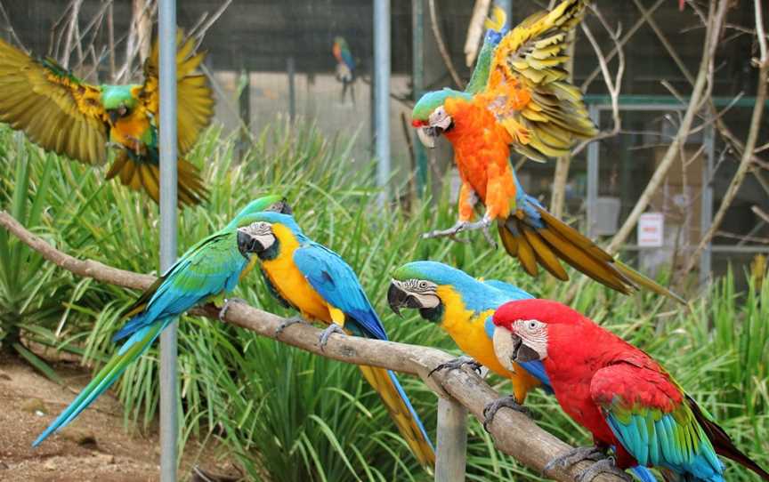 Maleny Botanic Gardens & Bird World, Maleny, QLD
