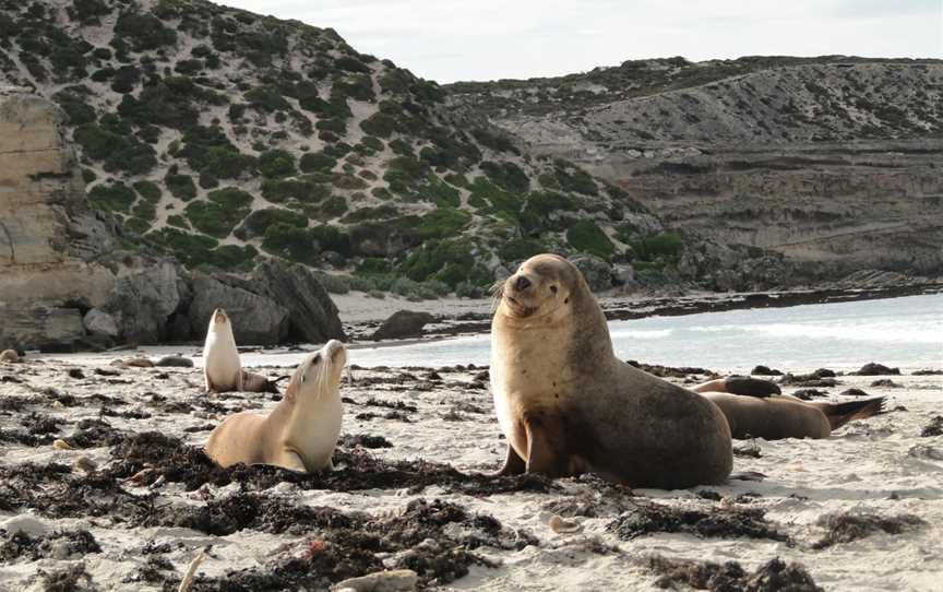 Seal Bay Conservation Park, Seal Bay, SA