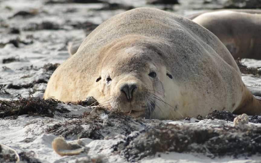 Seal Bay Conservation Park, Seal Bay, SA