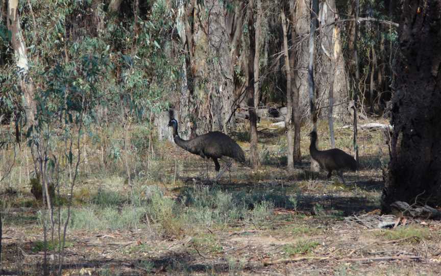 Murray Valley Regional Park, Mathoura, NSW