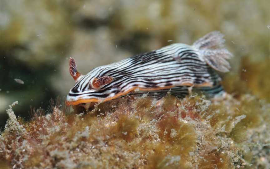 Burkitts Reef Dive Site, Bargara, QLD