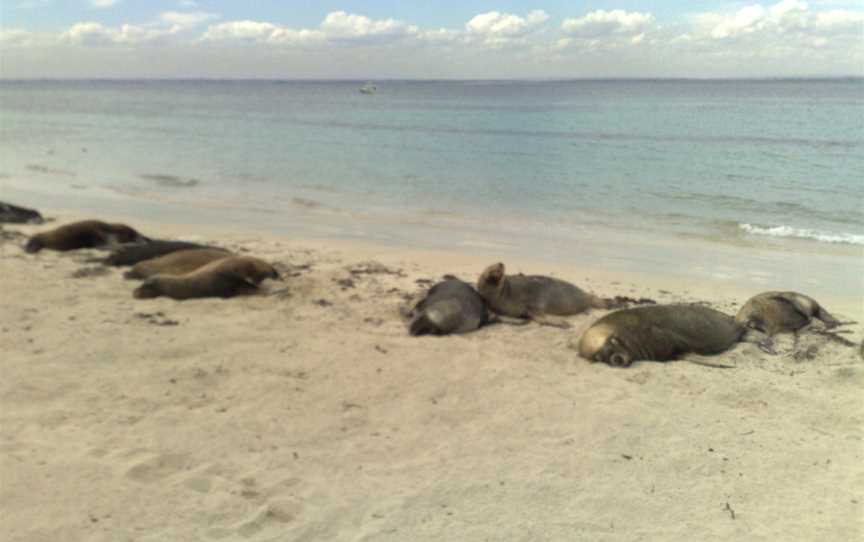 Carnac Island, Fremantle, WA