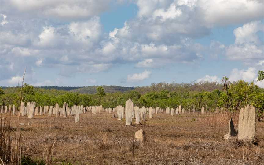Magnetic Termite Mounds, Batchelor, NT