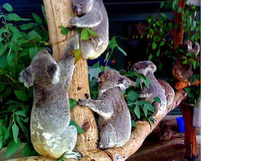 Koala reserve, Narrandera, NSW