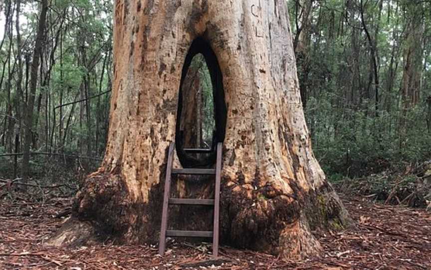 Greater Beedelup National Park, Pemberton, WA