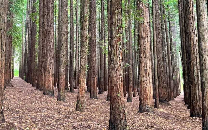 Cement Creek Redwood Forest, East Warburton, VIC