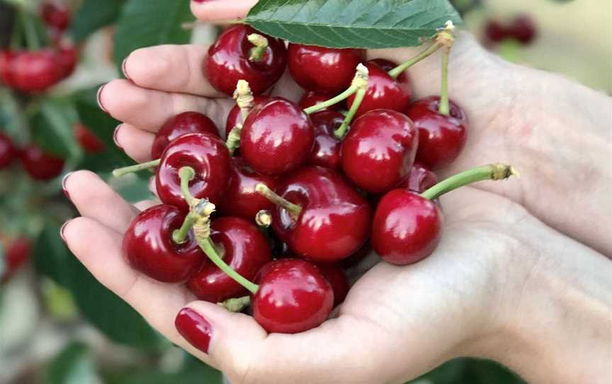 Cherry picking at Carmel Cherry Farm