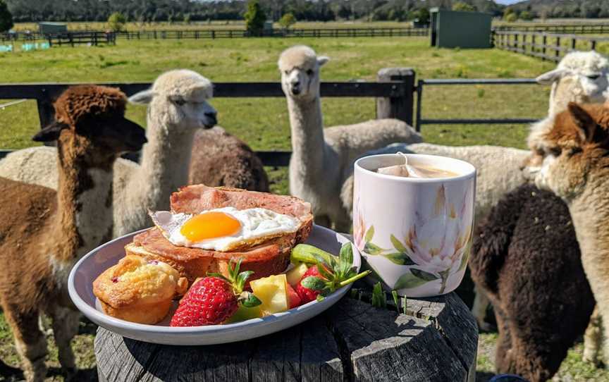 Breakfast with Alpacas