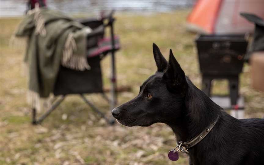 Cudgegong River is dog-friendly