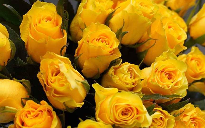 The Zonta Yellow Rose is a symbol of friendship.
Join us on the 1st Wednesday of each month at Greenwood Hotel, 349 Warwick Road, Greenwood