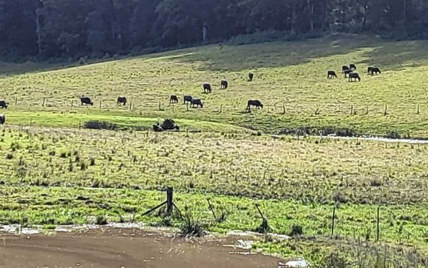 Eungai Creek Buffalo, Tamban, NSW