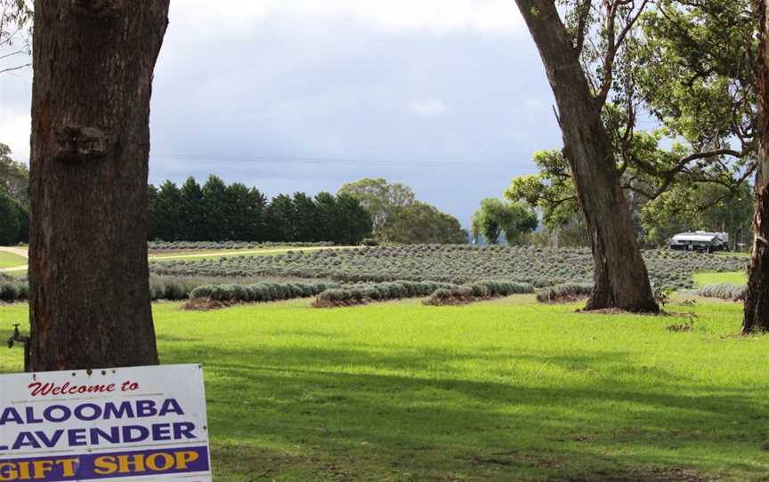 Aloomba Lavender, Stanthorpe, NSW