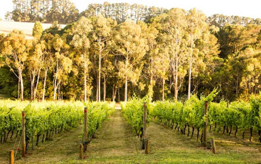 Polperro Winery, Red Hill, VIC