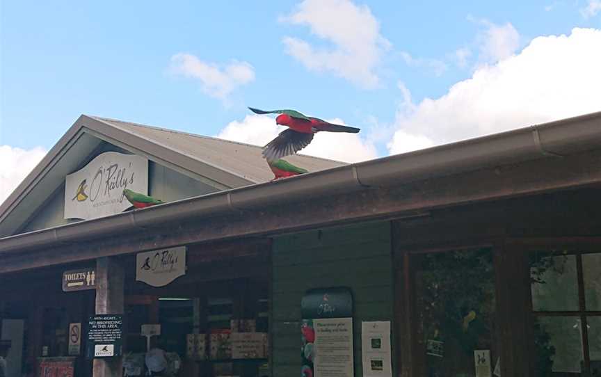 O'Reilly's Mountain Cafe and Gift Shop, O'Reilly, QLD
