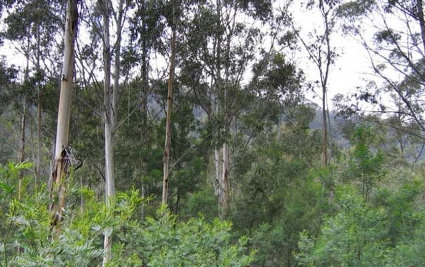 Bangadilly National Park, Joadja, NSW