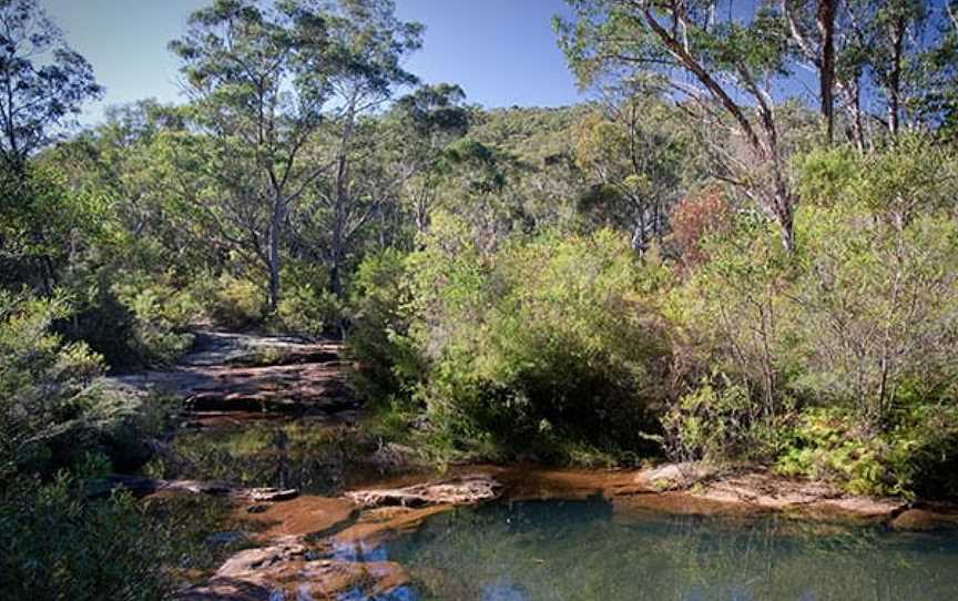 Bargo State Conservation Area, Wattle Ridge, NSW