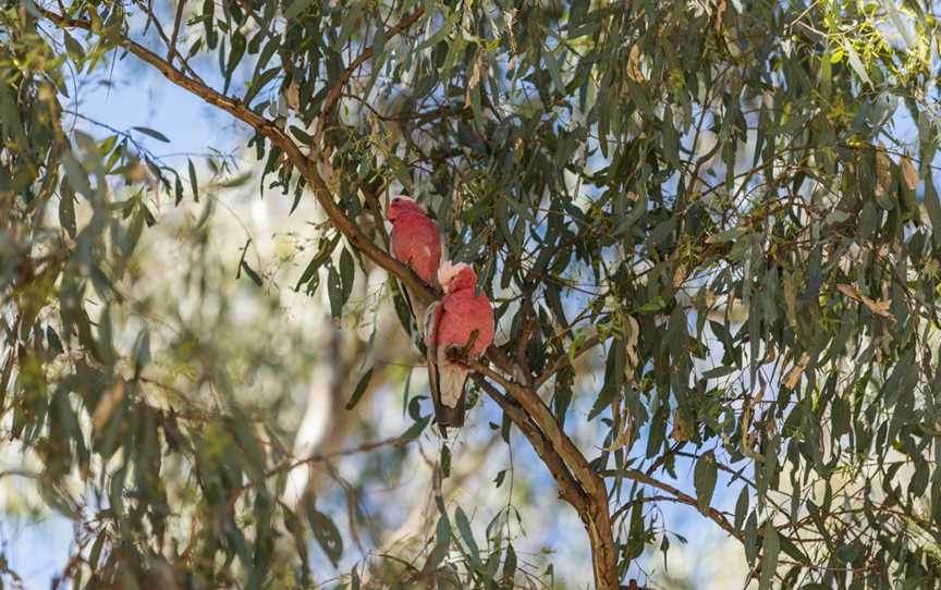 Birdwatching in Narrandera, Narrandera, NSW