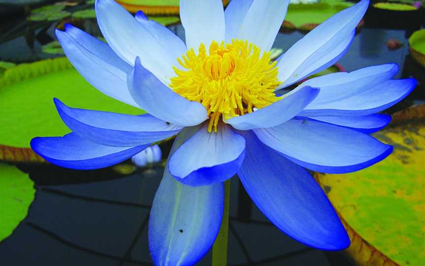 Blue Lotus Water Garden, Yarra Junction, VIC
