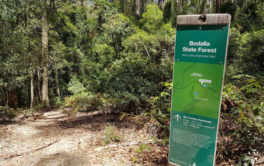 Box Cutting Rainforest Walk, Kianga, NSW