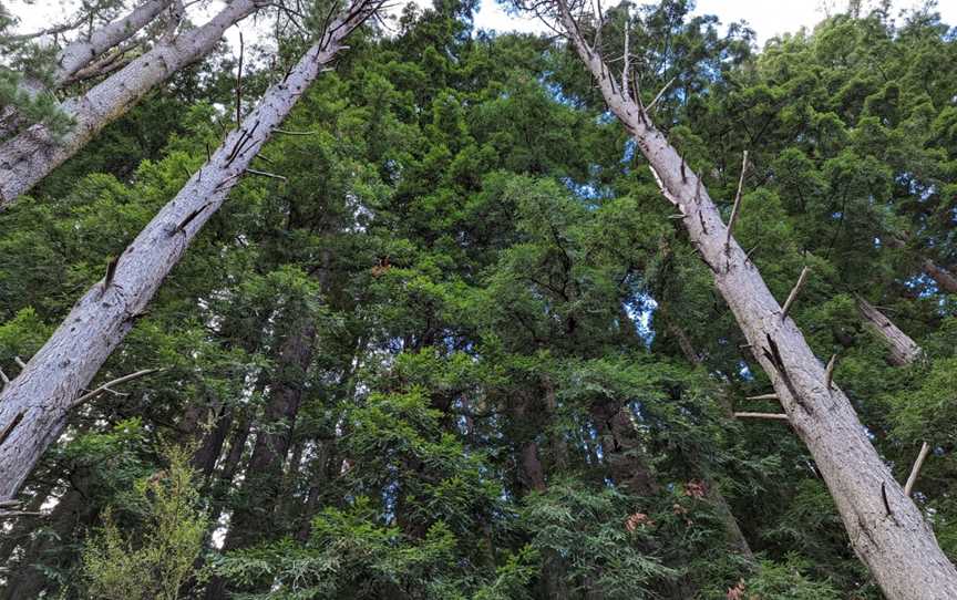 Californian Redwood Forest, East Warburton, VIC