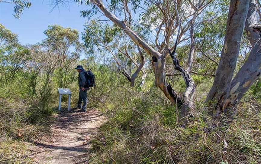 Cascades Trail, St Ives, NSW